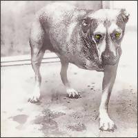 Alice In Chains : Alice In Chains