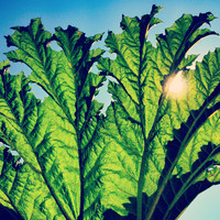 Pfarmers: Gunnera