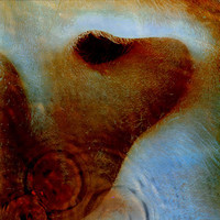 Pink Floyd : Meddle