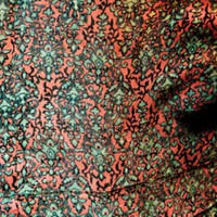 Branch, Jaimie: Fly or die live