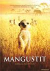 Mangustit - Meerkats