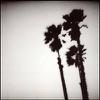 Twilight Singers : Blackberry belle