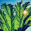 Pfarmers : Gunnera