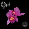Opeth : Orchid