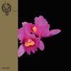 Opeth : Orchid